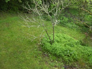 Before - Yard