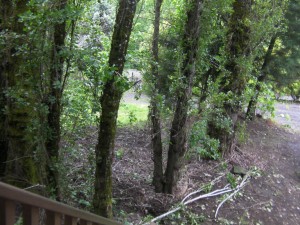 Before - Trees by Driveway